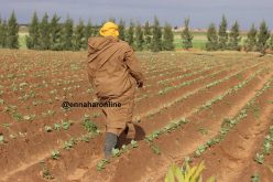 استرجعنا 20 ألف هكتار من الأراضي الفلاحية تحصّــل عليهـــا مستثمـــرون مزيّفــون