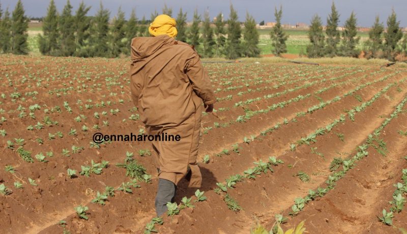 استرجعنا 20 ألف هكتار من الأراضي الفلاحية تحصّــل عليهـــا مستثمـــرون مزيّفــون