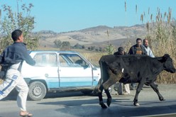 يبدو أن تنقل العربات الثقيلة والخفيفة عبر الطرق الولائية والوطنية لم يعد يثير قلق القائمين على شؤون تخفيف متاعب المسافرين بعد أن تدعمت قائمة المتاعب بحركة تنقل الحيوانات التي غزت الطرقات !!