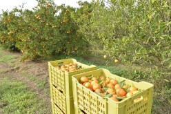 مجهولان يرفعان دعوى قضائية ضد 200 فلاح بمزارع متيجة في تيبازة