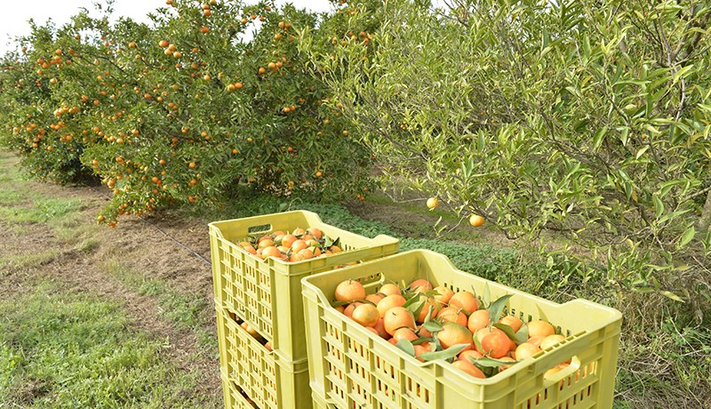 مجهولان يرفعان دعوى قضائية ضد 200 فلاح بمزارع متيجة في تيبازة