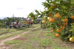 عصابات مدججة بالسيوف والكلاب تزرع الرعب في أوساط فلاحي حطاطبة بتيبازة