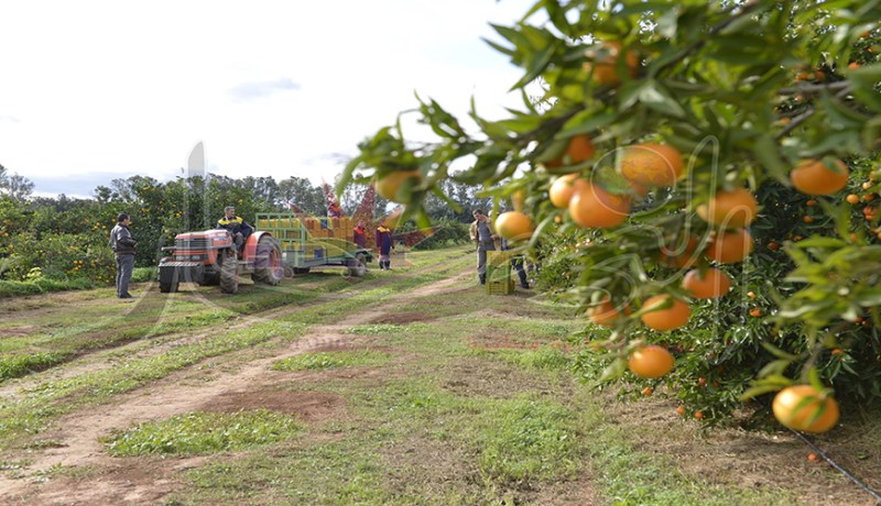 عصابات مدججة بالسيوف والكلاب تزرع الرعب في أوساط فلاحي حطاطبة بتيبازة