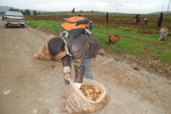 بيع بقايا البطاطا “حرفة موسمية” لتلاميذ المدارس وأعوان الشرطة