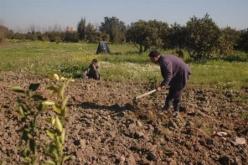 نهب أكثر من 7 ملايير سنتيم في مشاريع وهمية للدعم الفلاحي بالمسيلة