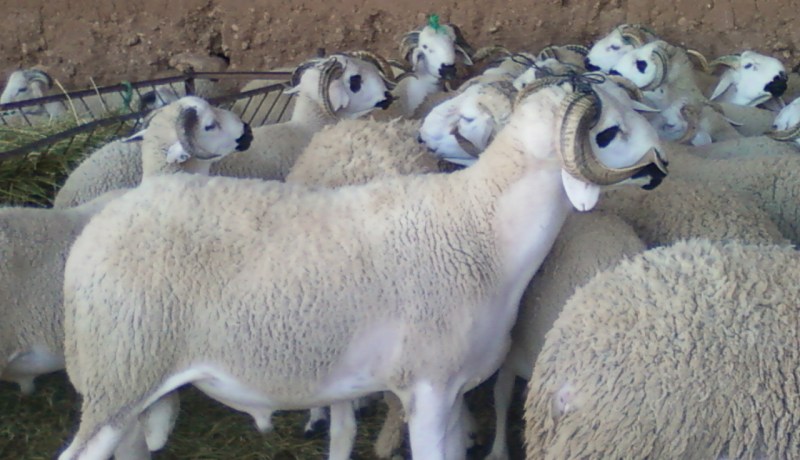 تسويق أضاحي العيد عبر مواقع الأنترنت