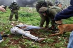 ثلاثة جرحى واعتقال فلسطينيين اثر اشتباكات مع الجيش الاسرائيلي في الضفة الغربية