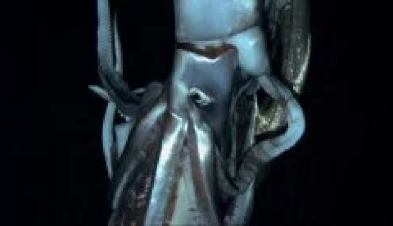 تصوير كالاماري ضخم على عمق 900 متر في المحيط الهادئ