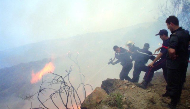 النيران تلتهم 7.900 شجرة مثمرة بتيزي وزو