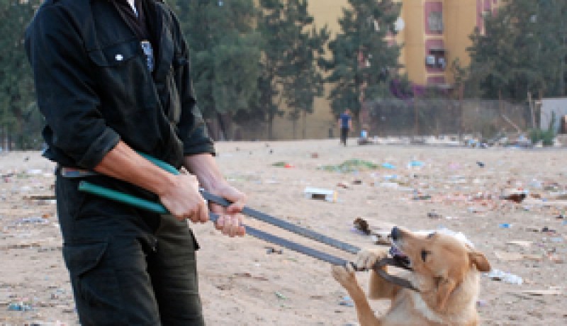 فيما تكلف عملية القضاء على الكلب 2000 دج والقط 1600 دج :”الحيوانات الضالة”.. إرهاب جديد يهدد أمن وسلامة الجزائريين و 9 حالات كلب بالعاصمة