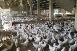 إعفاء مربي الدواجن من TVA على الذرة لكسر الأسعار