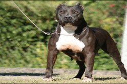 جرحى وتوقيف 7 ‬أشخاص في‮ ‬معركة‮ ‬بالكلاب المفترسة خلال عرس ببسكرة