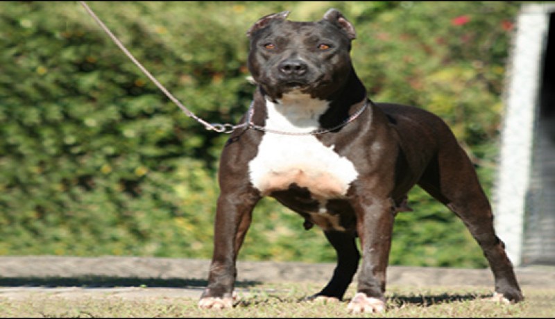 جرحى وتوقيف 7 ‬أشخاص في‮ ‬معركة‮ ‬بالكلاب المفترسة خلال عرس ببسكرة