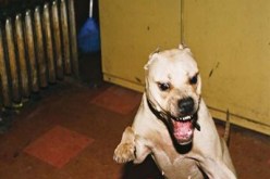 شابان‮ ‬يحرّضان كلبا شرسا على فتاة في‮ ‬العاصمة