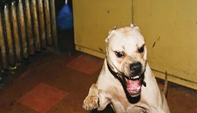 شابان‮ ‬يحرّضان كلبا شرسا على فتاة في‮ ‬العاصمة