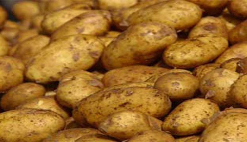 تفعيل مرتقب لبرنامج تصدير البطاطس والخضروات غير الموسمية بالوادي