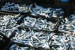 الجـزائري يستهلك غـراما واحدا من السـمك خـلال السنة!