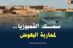 المحاربة البيولوجية للبعوض بإستزراع سمك القمبوزيا