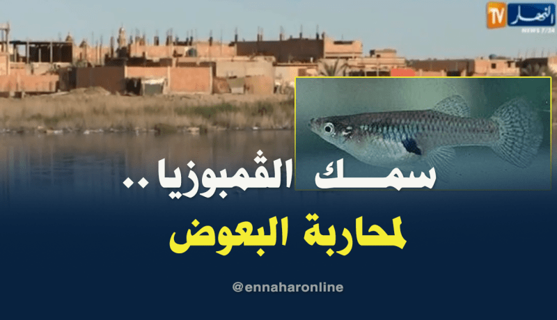 المحاربة البيولوجية للبعوض بإستزراع سمك القمبوزيا