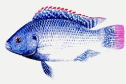 دخول مزرعة لتربية سمك “البلطي النيلي” طور الاستغلال بغليزان