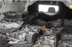 حجز 20 قنطارا من السمك الفاسد بأم البواقي