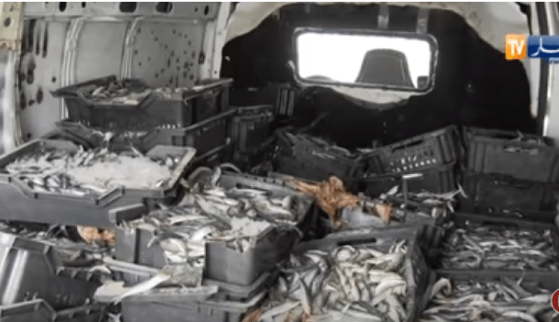 حجز 20 قنطارا من السمك الفاسد بأم البواقي