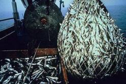 تحضير آلية للتسويق المتنقل للسمك بواسطة دراجات نارية مهيأة في تيزي وزو