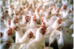 جريح وهلاك 2500 دجاجة بعد احتراق خم في سطيف