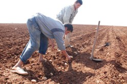 جني البطاطا بمستغانم: تخوف من تقلص المداخيل في ظل ارتفاع تكاليف الزراعة