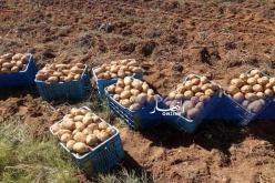بالصور..ارتفاع انتاج البطاطا بالماء الأبيض والحويجبات في تبسة