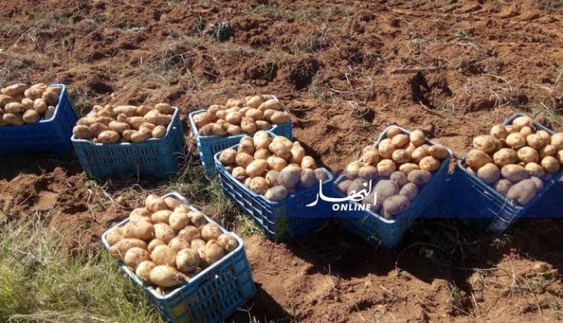 بالصور..ارتفاع انتاج البطاطا بالماء الأبيض والحويجبات في تبسة