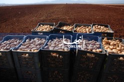 ولاية الوادي تصدّر 300 طن من البطاطا إلى إسبانيا
