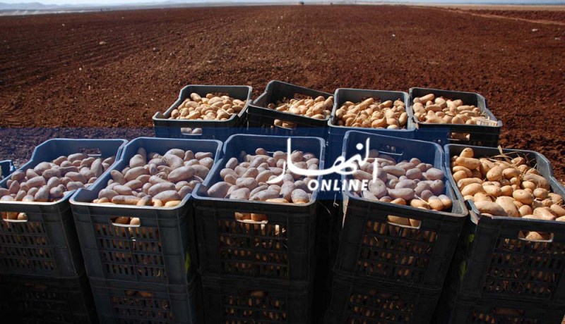 ولاية الوادي تصدّر 300 طن من البطاطا إلى إسبانيا