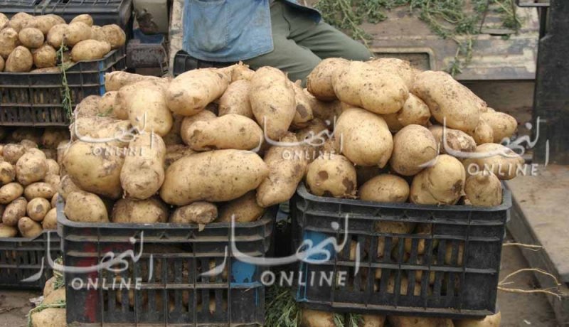 الجزائر أول بلد مستورد لبذور البطاطا الهولندية