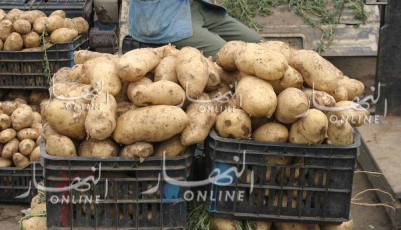 «إغراق السوق بـ80 ألف طن من البطاطا لكسر الأسعار» !