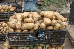 بكار حامد: هذا هو سبب إرتفاع سعر البطاطا