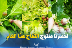بالصور.. البَرَد يتلف 30 هكتارا من أشجار التفاح بحيدوسة في باتنة