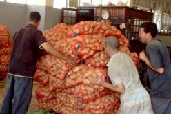 10.415 طن من البطاطا المخزنة بولاية عين الدفلى تنزل للسوق