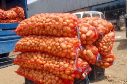 ثلاثين بالمائة من محاصيل البطاطا أتلفت بسبب التغيرات المناخية وموجة البرد