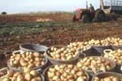 10 آلاف وحدة إنتاج حيواني يعلن عنها قبل نهاية السنة…بن عيسى: “تخزين 30 ألف طن من البطاطا خلال أسبوع”