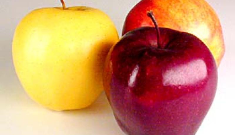 أكل التفاح بانتظام يمنع الإصابة بسرطان القولون و المستقيم