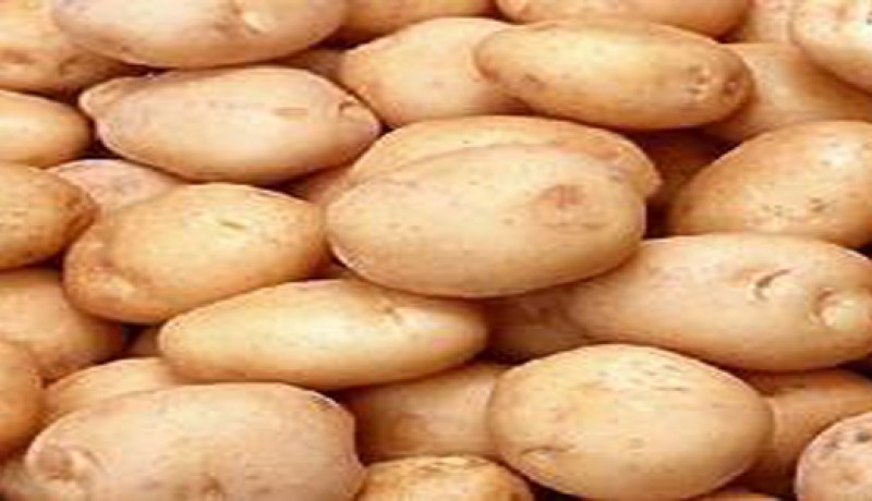 تصاعد كبير في الأسعارالبطاطا رغم وفرة الإنتاج ببومرداس