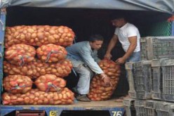 البطاطا معرضة للندرة وارتفاع الأسعار