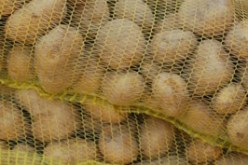 نفاذ 121 مليون قنطار من البطاطا المخزنة بعد 6 أشهر من بدء العملية