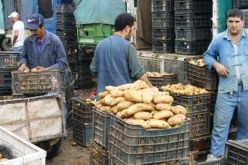 فلاحون دخلوا غرف الإنعاش وتعرضوا لانهيارات عصبية بسبب البطاطا