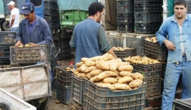 فلاحون دخلوا غرف الإنعاش وتعرضوا لانهيارات عصبية بسبب البطاطا