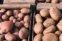 مصدر: البطاطا المصابة بمرض التعفن البكتيري لم تدخل السوق الجزائرية