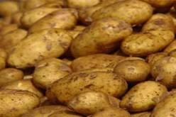 جني حوالي 4 ملايين قنطار من البطاطس غير الموسمية في الوادي