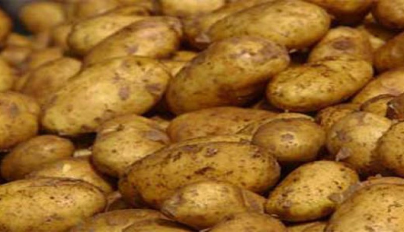 جني حوالي 4 ملايين قنطار من البطاطس غير الموسمية في الوادي