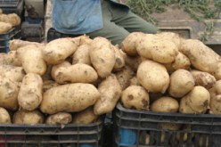 وزير الفلاحة لـ''النهار'': ''ارتفاع أسعار البطاطا إلى 55 دينارا أمر عادي''